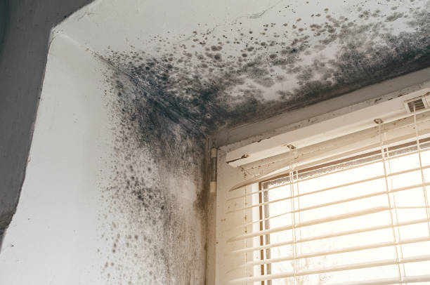 Affordable Mold Removal solutions in Hoboken, NJ